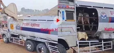 गौ तस्करों ने तस्करी के लिए लगाया ऐसा दिमाग की देखकर हर कोई हो गया हैरान